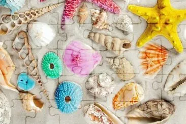Conchas jigsaw puzzle