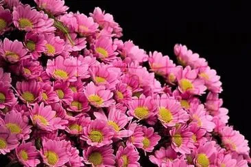flores jigsaw puzzle