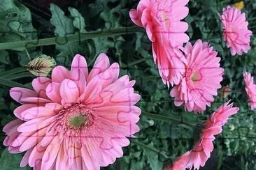 flores jigsaw puzzle