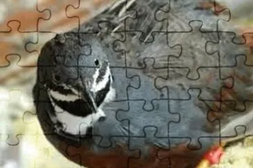 Imagem jigsaw puzzle
