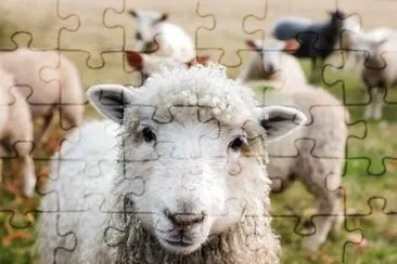 Imagem jigsaw puzzle