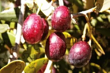 Imagem jigsaw puzzle