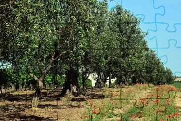 פאזל של Imagem