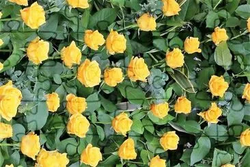 flores jigsaw puzzle