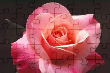 rose jigsaw puzzle