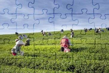 Imagem jigsaw puzzle