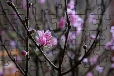 Imagem jigsaw puzzle