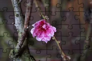 Imagem jigsaw puzzle