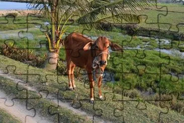 Imagem jigsaw puzzle