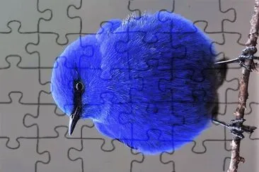 natural jigsaw puzzle