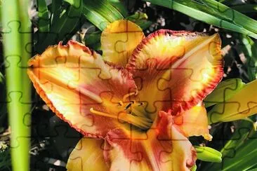 flores