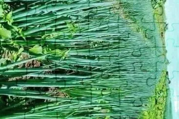 natural jigsaw puzzle