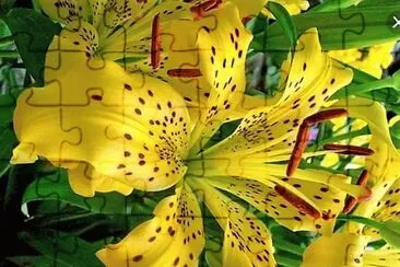 flores