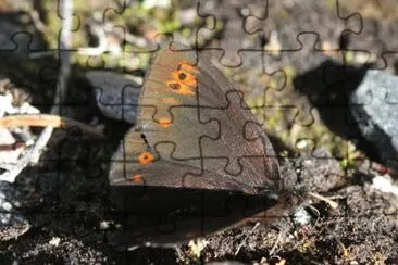 Erebia polaris jigsaw puzzle
