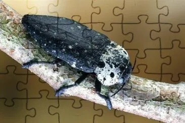Capnodio jigsaw puzzle