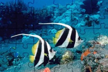 Ocean Life jigsaw puzzle