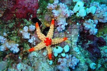 Ocean Life jigsaw puzzle
