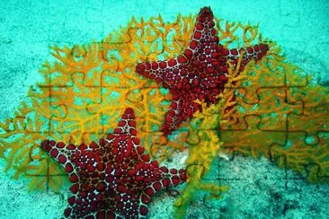 Ocean Life jigsaw puzzle