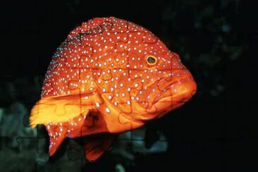 Ocean Life jigsaw puzzle