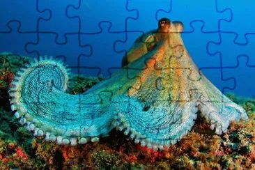 Ocean Life jigsaw puzzle