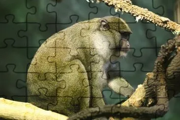 Cercopiteco di palude jigsaw puzzle