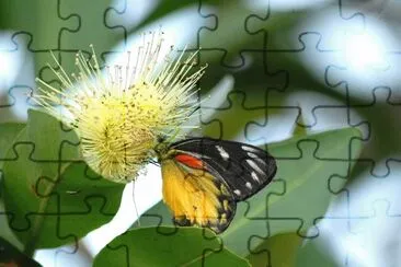 פאזל של Nature