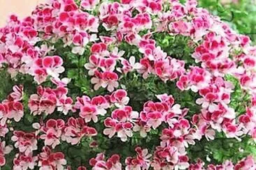 flores jigsaw puzzle