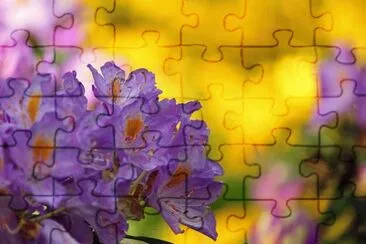 Imagem jigsaw puzzle