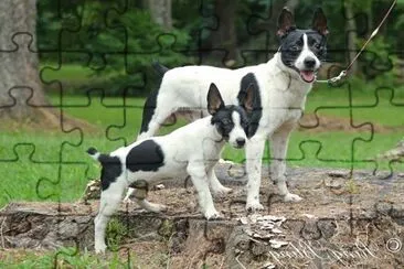 Rat terrier jigsaw puzzle