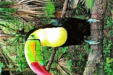 natural jigsaw puzzle
