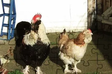 Gallina faverolles