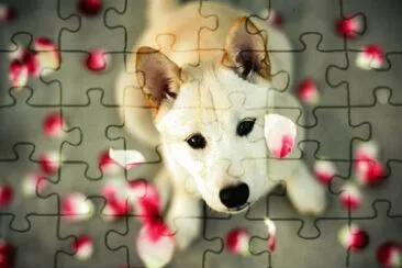 fofo