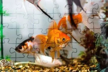 animais jigsaw puzzle