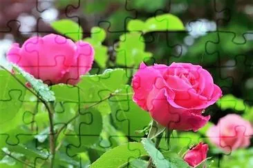 flores