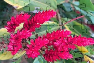 flores