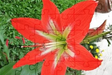 flores