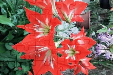 flores