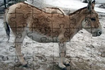 Selvatico asiatico