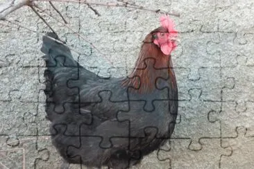Gallina marans