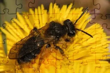 Andrena sabulosa