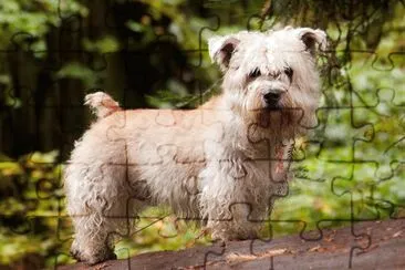 Glen of imaal terrier
