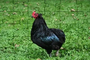 Gallina auracana nera jigsaw puzzle