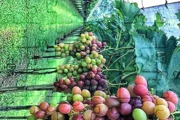 frutas
