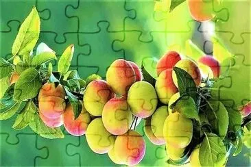 frutas