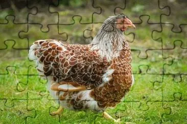 Gallina wyandotte jigsaw puzzle