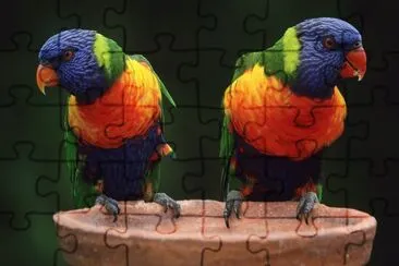 Parrots jigsaw puzzle