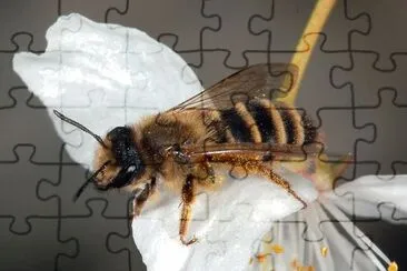 Andrena flavipes jigsaw puzzle