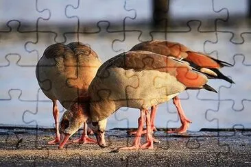 natural jigsaw puzzle