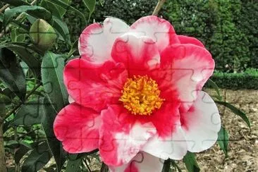 flores jigsaw puzzle