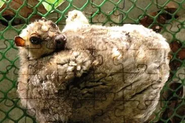 Colugo delle filippine